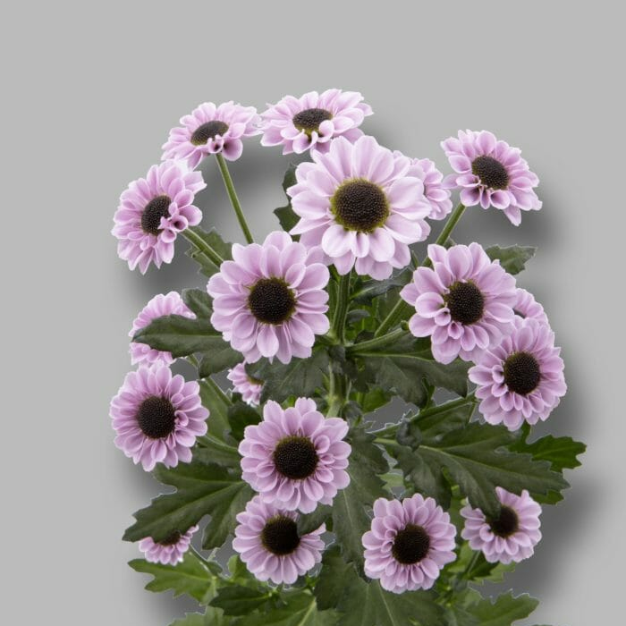 Patrese Pink